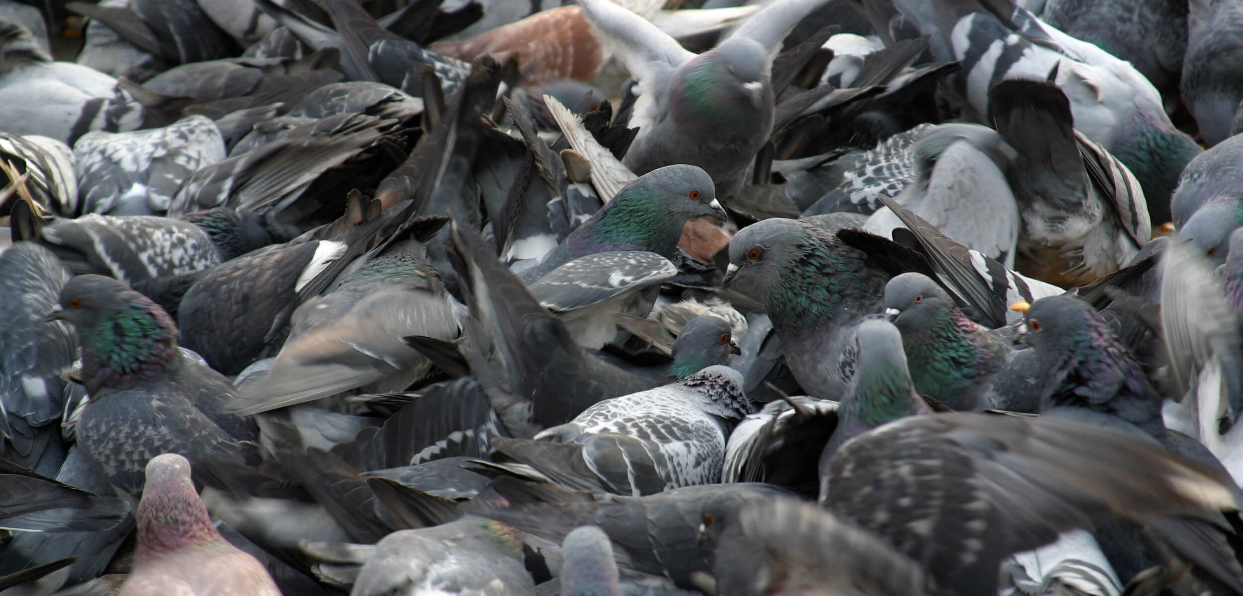 blog_pigeon