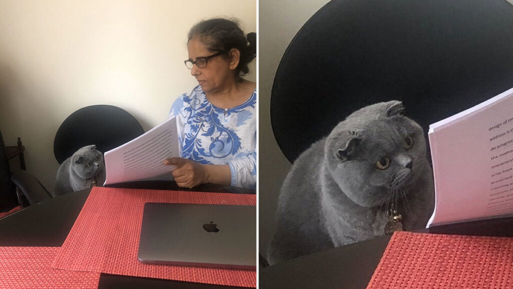 Meme image of woman showing paper to gray cat